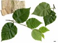 SpeciesSub: subsp. jacquemontii SpeciesSub: subsp. jacquemontii